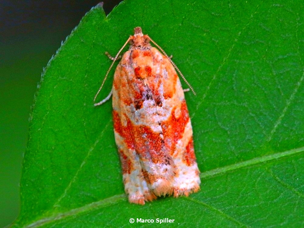 Argyrotaenia ljungiana - Tortricidae